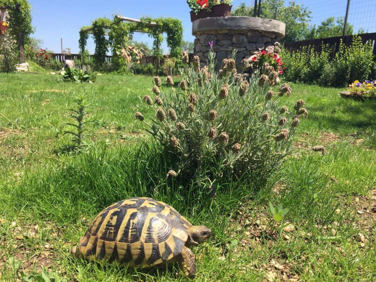 Kuca Za Odmor Joko I Jeka Villa Bogatic Luaran gambar
